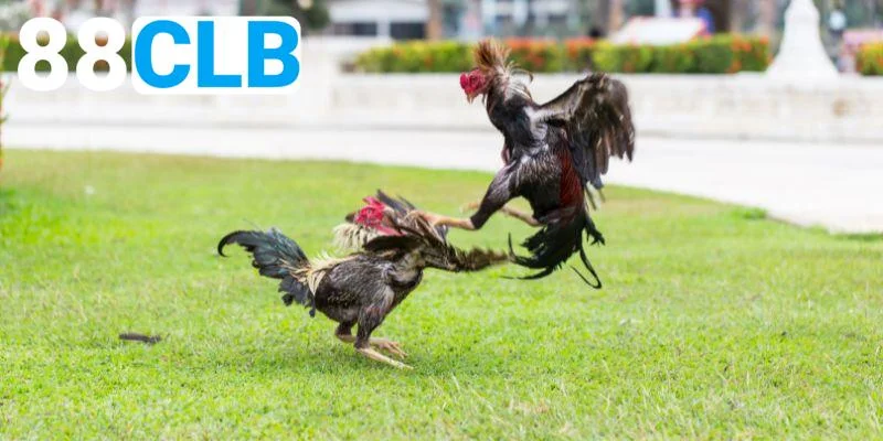 Sảnh đá gà sôi động 88CLB cung cấp